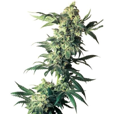 Sensi Seeds Northern Lights Feminized - Indica-Dominant Cannabis Seeds Sensi Seeds Northern Lights Feminized - Indica-Dominant Cannabis Seeds