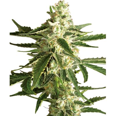 Sensi Seeds White Diesel Haze Automatic feminisierte Cannabissamen - 3-10 Stück Sensi Seeds White Diesel Haze Automatic feminisierte Cannabissamen - 3-10 Stück