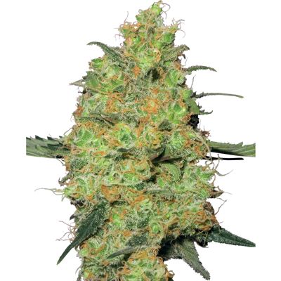 Sensi Seeds - Master Kush - Feminized - White Label - Cannabis seeds Sensi Seeds - Master Kush - Feminized - White Label - Cannabis seeds