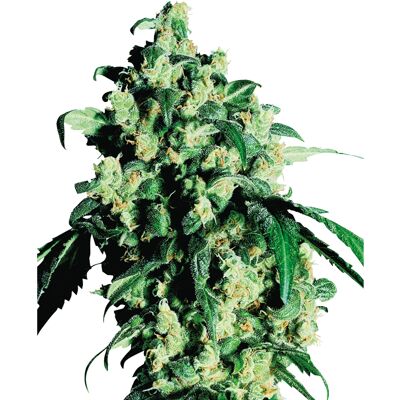 Sensi Seeds - Super Skunk Regular - Seeds Sensi Seeds - Super Skunk Regular - Seeds