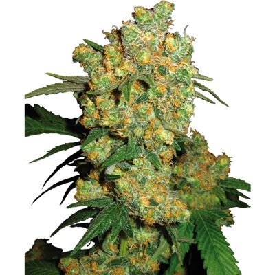 Sensi Seeds - Big Bud Regular - 85% Indica - Seeds Sensi Seeds - Big Bud Regular - 85% Indica - Seeds