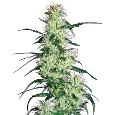 Semillas de Cannabis Purple Haze Feminizadas de White Label - 80% Sativa, 20% Indica Semillas de Cannabis Purple Haze Feminizadas de White Label - 80% Sativa, 20% Indica