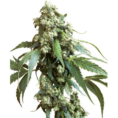 Sensi Seeds Jack Flash Feminisierte Cannabissamen - Indica/Sativa Mischung Sensi Seeds Jack Flash Feminisierte Cannabissamen - Indica/Sativa Mischung
