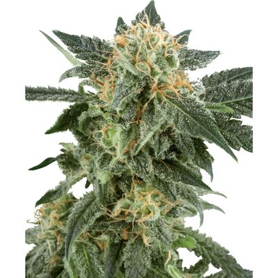 White Label - Snow Ryder Automatic - Auto-flowering - Cannabis seeds White Label - Snow Ryder Automatic - Auto-flowering - Cannabis seeds