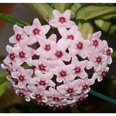 PERAGASHOP - Hoya australis Bordvare Tricolor - Variegato - vaso 12 cm - Plant PERAGASHOP - Hoya australis Bordvare Tricolor - Variegato - vaso 12 cm - Plant