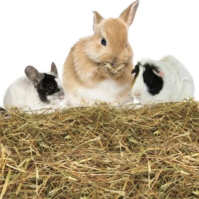 Nobleza 2,5kg Foin pour Petits Animaux - Foin pour Petits Animaux - Publicité Nobleza 2,5kg Foin pour Petits Animaux - Foin pour Petits Animaux - Publicité