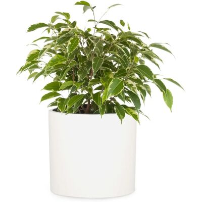 Fox & Fern Gendt - Pot de fleurs en fiberstone - 5 tailles - Blanc - Publicité Fox & Fern Gendt - Pot de fleurs en fiberstone - 5 tailles - Blanc - Publicité