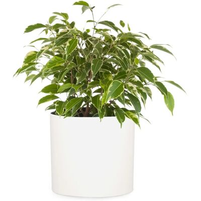 Fox & Fern Pot de plantes en fiberstone moderne - Intérieur/Extérieur - Publicité Fox & Fern Pot de plantes en fiberstone moderne - Intérieur/Extérieur - Publicité