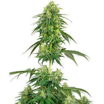 Sensi Seeds - Strawberry Kush - Feminized - Cannabis Seeds Sensi Seeds - Strawberry Kush - Feminized - Cannabis Seeds