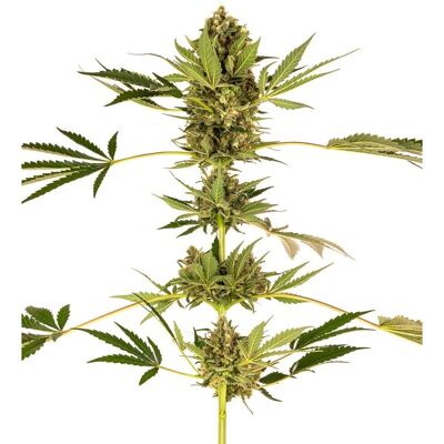 Sensi Seeds - Himalayan CBD Feminized - CBD - Seeds Sensi Seeds - Himalayan CBD Feminized - CBD - Seeds