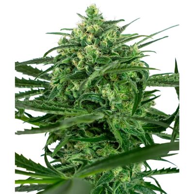 Sensi Seeds - Amnesia Feminized - 65% Sativa - Cannabis Seeds Sensi Seeds - Amnesia Feminized - 65% Sativa - Cannabis Seeds