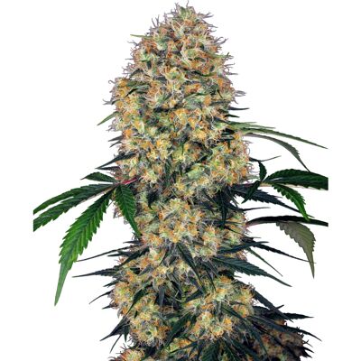 Sensi Seeds Amnesia XXL Automatic - Cannabissamen Sensi Seeds Amnesia XXL Automatic - Cannabissamen