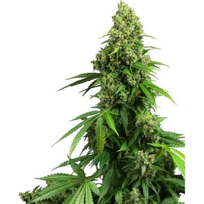 Sensi Seeds - Honey Melon Kush Automatic - Autoflowering - Seeds Sensi Seeds - Honey Melon Kush Automatic - Autoflowering - Seeds