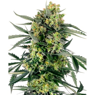 Sensi Seeds Blueberry Zkittlez Autoflowering - Cannabis Seeds Sensi Seeds Blueberry Zkittlez Autoflowering - Cannabis Seeds