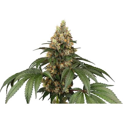 Sensi Seeds Cannabissamen Chocolate Rainbow XXL Feminiziert - 3-10 Stück Sensi Seeds Cannabissamen Chocolate Rainbow XXL Feminiziert - 3-10 Stück