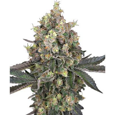 Sensi Seeds - Sweet Berry Breeze - Feminized - Cannabis Seeds Sensi Seeds - Sweet Berry Breeze - Feminized - Cannabis Seeds