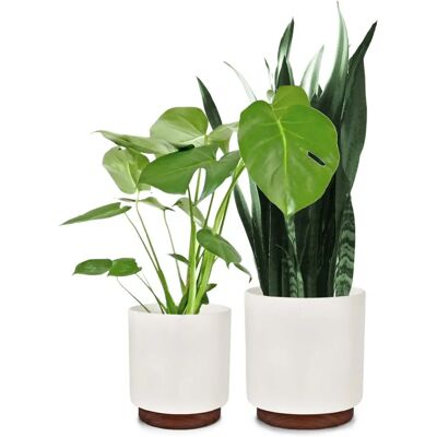 Pots Enspijk en noyer Fox & Fern - Lot de 2 - Intérieur/Extérieur - Publicité Pots Enspijk en noyer Fox & Fern - Lot de 2 - Intérieur/Extérieur - Publicité