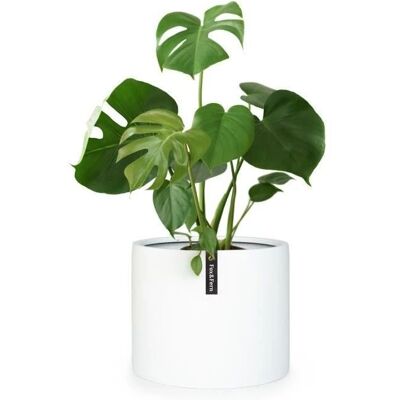 Fox & Fern - Gendt - fiberstone - Außenbereich - Planter Fox & Fern - Gendt - fiberstone - Außenbereich - Planter