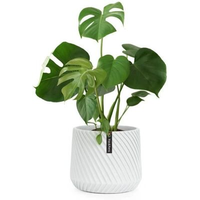 Fox & Fern Heusden - Polystone - Conique - bouchon de drainage - Planter - Publicité Fox & Fern Heusden - Polystone - Conique - bouchon de drainage - Planter - Publicité