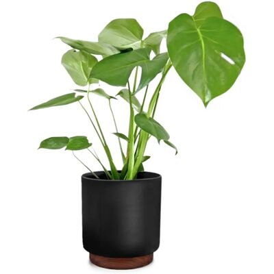 Pot de fleurs en bois Fox & Fern Enspijk - Fait main, 2 tailles - Noir Mat - Publicité Pot de fleurs en bois Fox & Fern Enspijk - Fait main, 2 tailles - Noir Mat - Publicité