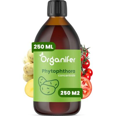 Concentré de Phytophthora – 250 ml pour 250 m2 - Organifer - Publicité Concentré de Phytophthora – 250 ml pour 250 m2 - Organifer - Publicité