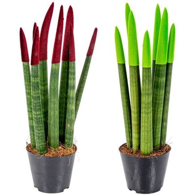 Bloomique - Sansevieria Velvet Touch - Vrouwentong - 2-pack - pot 9 cm - 35 cm - Publicité Bloomique - Sansevieria Velvet Touch - Vrouwentong - 2-pack - pot 9 cm - 35 cm - Publicité
