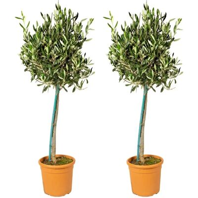 Herbie B V Parent Olivier - Résistant Hiver 80-90cm - Pot 19cm - Publicité Herbie B V Parent Olivier - Résistant Hiver 80-90cm - Pot 19cm - Publicité