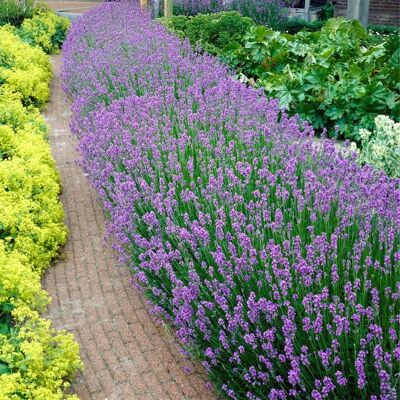 Bloomique Lavandula Angustifolia - Lot de 6 plantes - Violet - Jardin - Publicité Bloomique Lavandula Angustifolia - Lot de 6 plantes - Violet - Jardin - Publicité