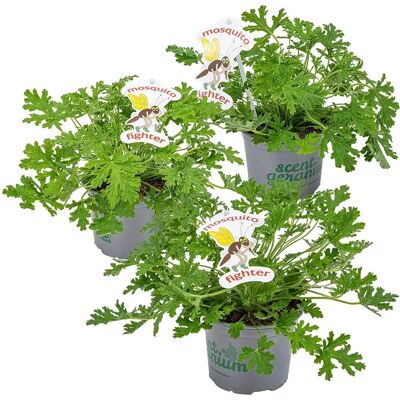 Bloomique Pelargonium Graveolens Citroengeranium - Répulsif naturel contre les moustiques - Lot de 3 - Publicité Bloomique Pelargonium Graveolens Citroengeranium - Répulsif naturel contre les moustiques - Lot de 3 - Publicité
