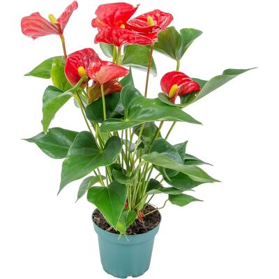 Bloomique - Anthurium Aristo - 30-40 cm - pot de 12 cm - Plante - Publicité Bloomique - Anthurium Aristo - 30-40 cm - pot de 12 cm - Plante - Publicité