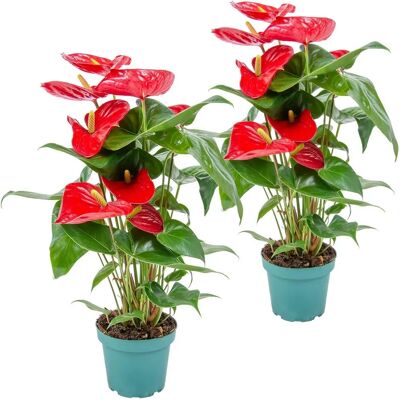 Herbie B V Parent - Plantes d'Anthurium - Lot de 2 - Floraison toute l’année - Publicité Herbie B V Parent - Plantes d'Anthurium - Lot de 2 - Floraison toute l’année - Publicité