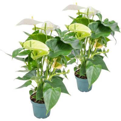 Bloomique Aristo Anthurium Blanc - Plante - Publicité Bloomique Aristo Anthurium Blanc - Plante - Publicité