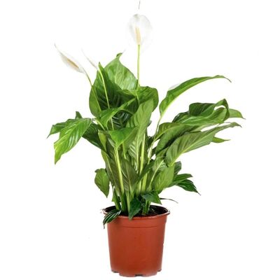 Bloomique Spathiphyllum 'Bingo Cupido' - Plante dépurative d'air - Intérieur - Blanc - Publicité Bloomique Spathiphyllum 'Bingo Cupido' - Plante dépurative d'air - Intérieur - Blanc - Publicité