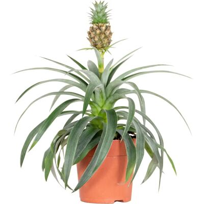 Bloomique Plante Ananas - Tropicale, Facile d’Entretien - 30-35cm - Publicité Bloomique Plante Ananas - Tropicale, Facile d’Entretien - 30-35cm - Publicité