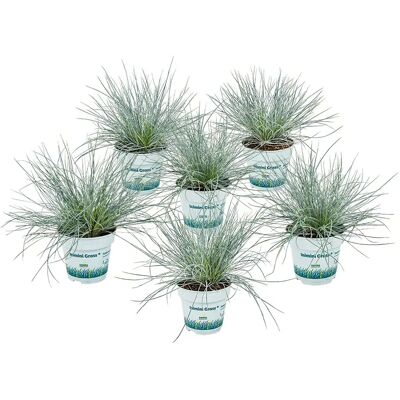Herb. Fétuque bleue Elijah Blue - Gazon ornemental - 6 pièces - Publicité Herb. Fétuque bleue Elijah Blue - Gazon ornemental - 6 pièces - Publicité