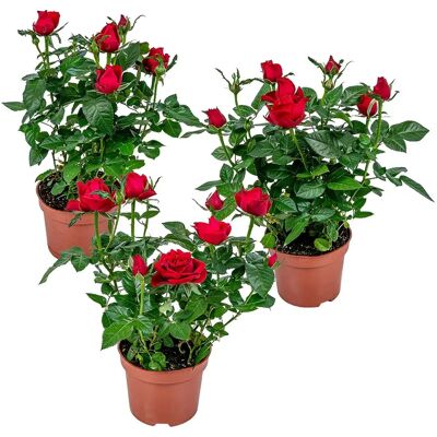 Herbie B V Parent Set di 3 Piante di Rose - Vari Colori Herbie B V Parent Set di 3 Piante di Rose - Vari Colori