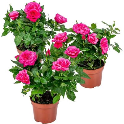 Lot de 3 Roses en Pot - Rose - Facile à Entretenir - Publicité Lot de 3 Roses en Pot - Rose - Facile à Entretenir - Publicité