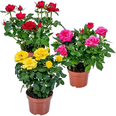 Groupon Roses en Pot - Lot de 3, 20-30cm, Facile à Entretenir - Publicité Groupon Roses en Pot - Lot de 3, 20-30cm, Facile à Entretenir - Publicité