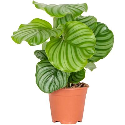 Herbie B V Parent Calathea Orbifolia - Plante - Publicité Herbie B V Parent Calathea Orbifolia - Plante - Publicité