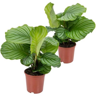 Herbie B V Parent - Calathea Orbifolia - Plante purificatrice d'air - Publicité Herbie B V Parent - Calathea Orbifolia - Plante purificatrice d'air - Publicité