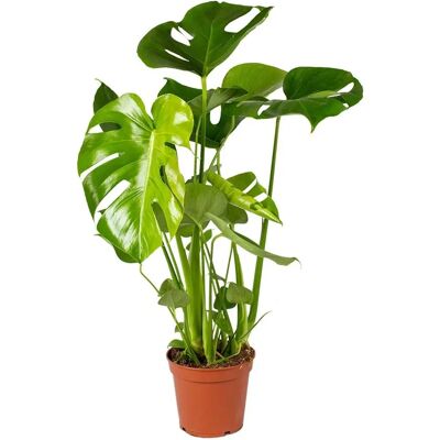 Herbie B V Parent Monstera Deliciosa Gialla - Pianta depuratrice Herbie B V Parent Monstera Deliciosa Gialla - Pianta depuratrice