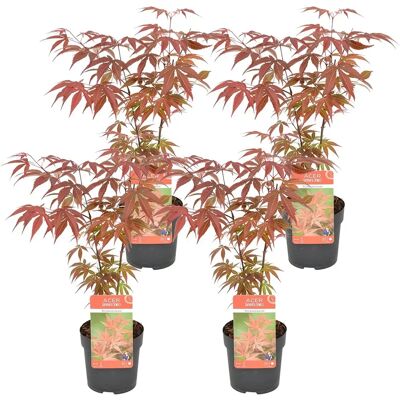 Bloomique Acer palmatum 'Atropurpureum' - Ensemble de Érables Japonais - Publicité Bloomique Acer palmatum 'Atropurpureum' - Ensemble de Érables Japonais - Publicité