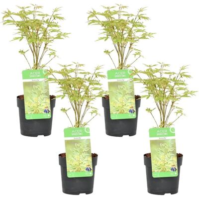 Groupon Ensemble d'Érables Japonais - Variétés : 'Orange Dream', 'Atropurpureum', 'Butterfly', 'Going Green' - Publicité Groupon Ensemble d'Érables Japonais - Variétés : 'Orange Dream', 'Atropurpureum', 'Butterfly', 'Going Green' - Publicité
