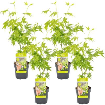 Groupon Érables Japonais - 4 Variétés - 35cm - Jusqu’à 200cm - Couleurs d’Automne - Soleil/Pleine Ombre - Publicité Groupon Érables Japonais - 4 Variétés - 35cm - Jusqu’à 200cm - Couleurs d’Automne - Soleil/Pleine Ombre - Publicité