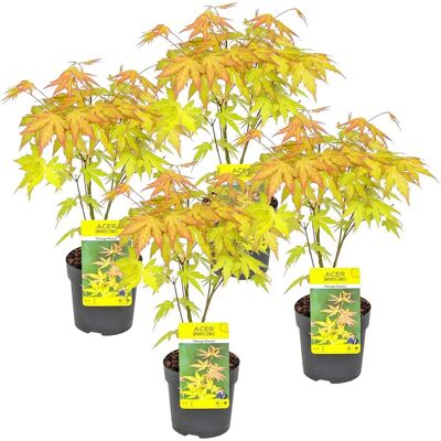 Bloomique Acer palmatum 'Orange Dream' - Acero Giapponese - Arbusto - Resistente - 10,5cm - 25-30cm - Arancione Bloomique Acer palmatum 'Orange Dream' - Acero Giapponese - Arbusto - Resistente - 10,5cm - 25-30cm - Arancione