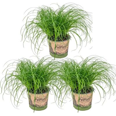 Plante Cyperus Zumula de Herbie B V Parent - Amie des chats, 75cm - Publicité Plante Cyperus Zumula de Herbie B V Parent - Amie des chats, 75cm - Publicité