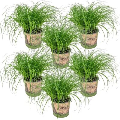 Herbie B V Parent Plante Cyperus Zumula - Herbe à chat, 75cm Max - Publicité Herbie B V Parent Plante Cyperus Zumula - Herbe à chat, 75cm Max - Publicité