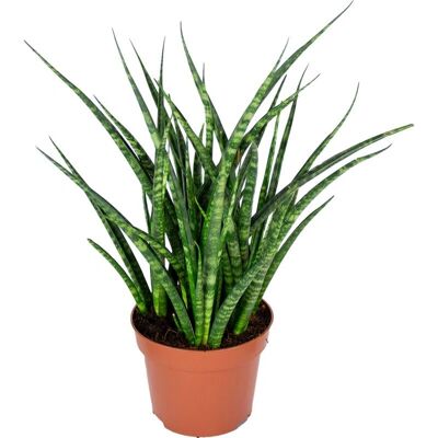 Bloomique Sansevieria Fernwood Punk - pot 12 cm - 30-35 cm - Plante d'intérieur - Publicité Bloomique Sansevieria Fernwood Punk - pot 12 cm - 30-35 cm - Plante d'intérieur - Publicité