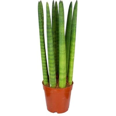 Bloomique - Sansevieria Straight - 60-65 cm - Plant - Publicité Bloomique - Sansevieria Straight - 60-65 cm - Plant - Publicité