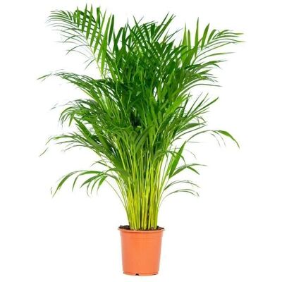 Dell Dypsis Lutescens - Plante d'intérieur purifiante - 100-110cm - Publicité Dell Dypsis Lutescens - Plante d'intérieur purifiante - 100-110cm - Publicité